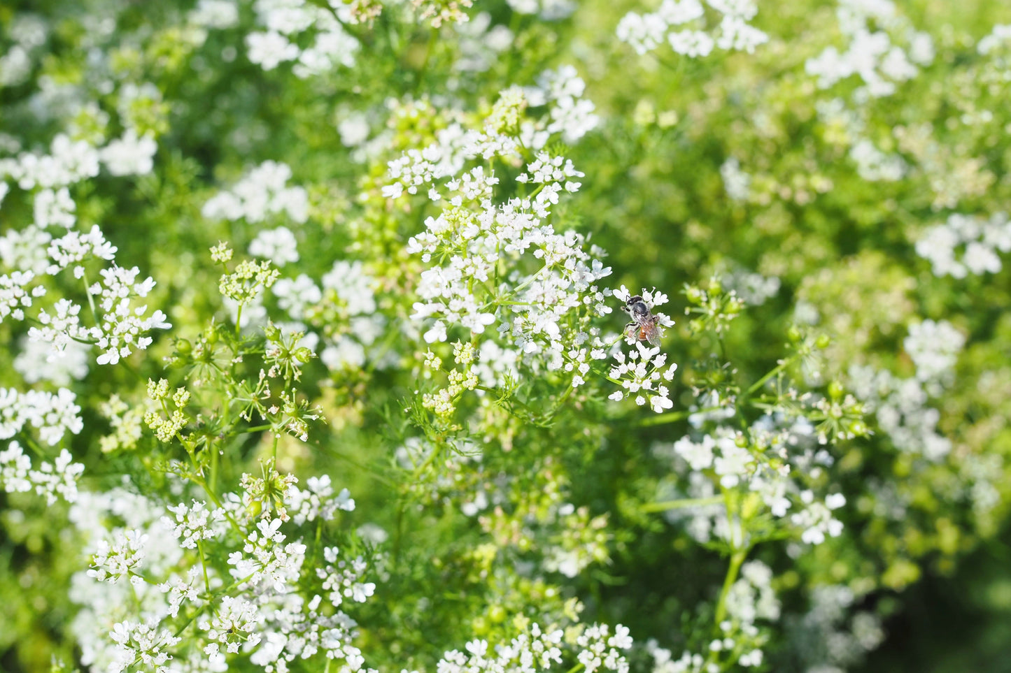 1000 CILANTRO / CORRIANDER / Chinese PARSLEY Coriandrum Sativum Herb Flower Seeds