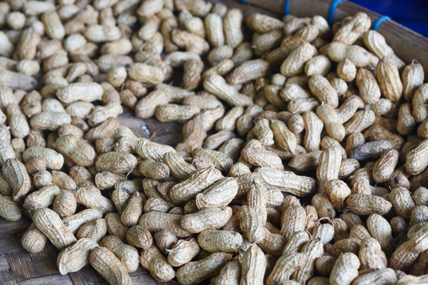 25 Seeds BAILEY II Virginia PEANUT Arachis Hypogaea Perennial Nut Plant