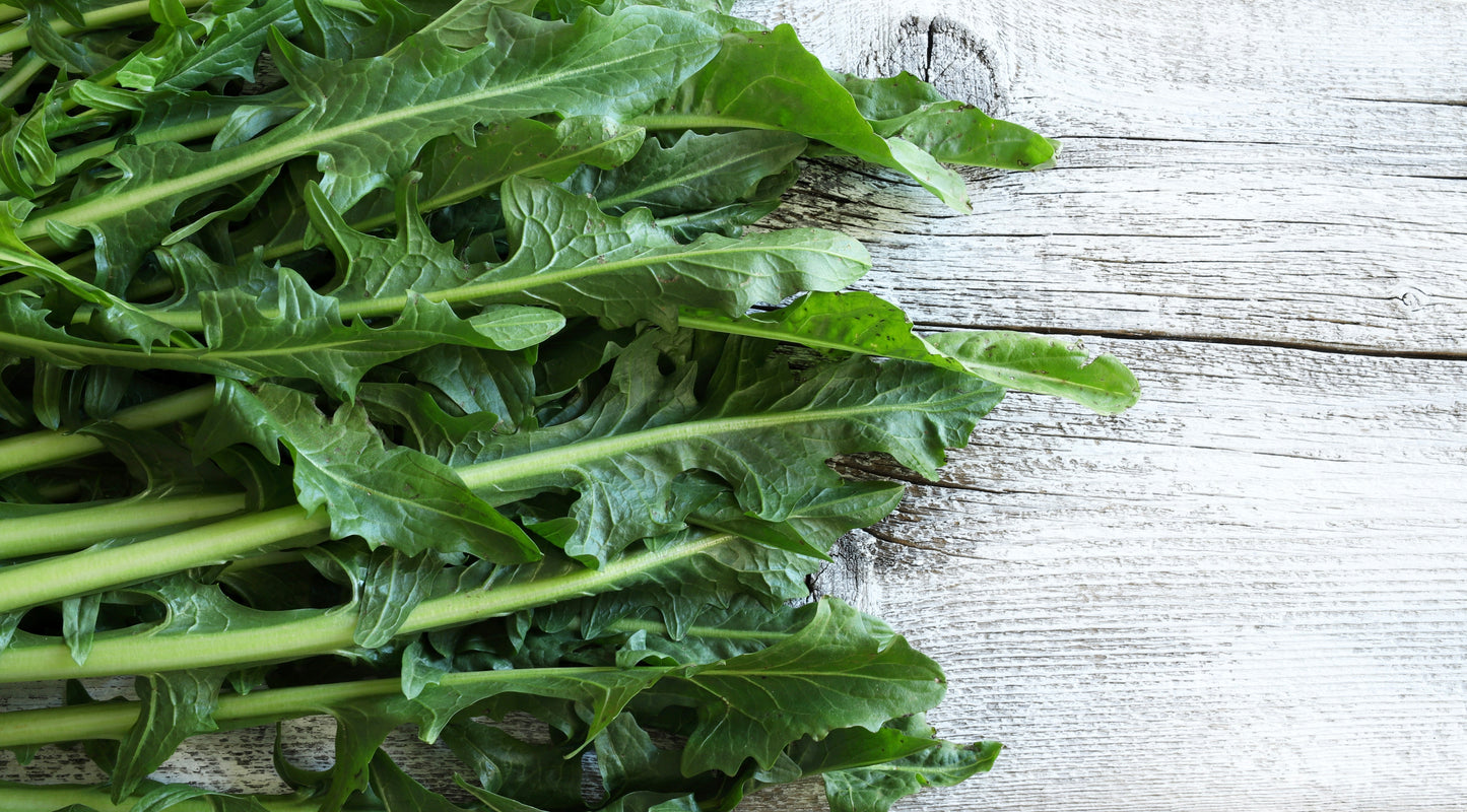 250 CICORIA CATALOGNA Puntarelle Chicorium Chicory Vegetable Seeds