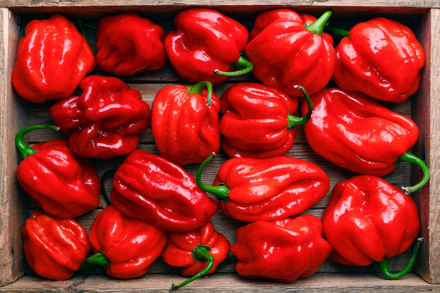 50 Hot RED HABANERO PEPPER Capsicum Chinense Vegetable Seeds