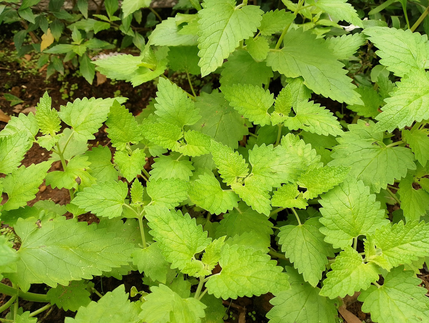 1000 HEIRLOOM CATNIP Nepeta Cataria Herb Flower Seeds