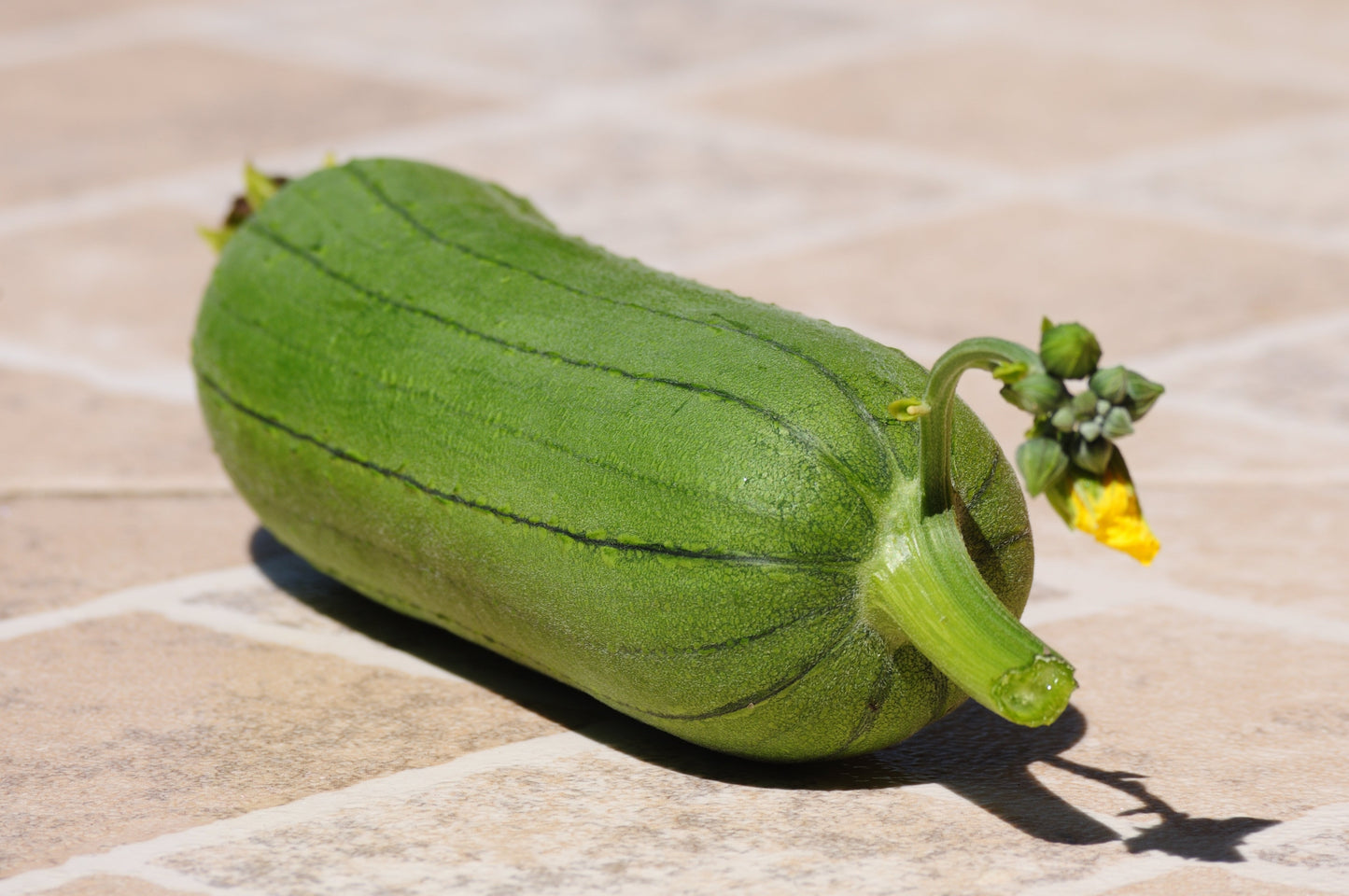 25 LUFFA SPONGE GOURD (Vegetable Sponge / Smooth Luffa / Sponge Loofa / Climbing Okra / Dishrag Gourd) Luffa Cylindrica Vine Seeds