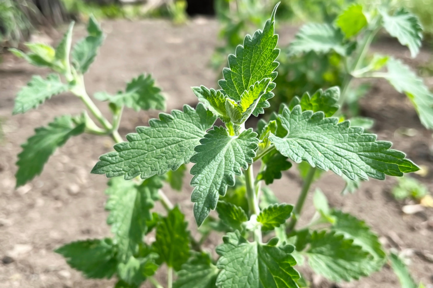 200 Lemon LEMONY CATNIP Nepeta Cataria Citriodora Herb Flower Seeds