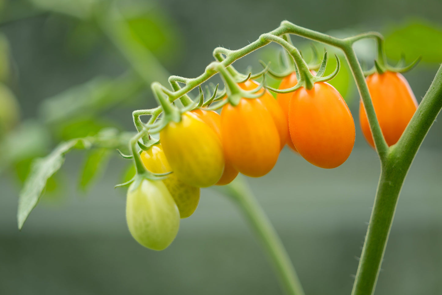 150 PLUM YELLOW TOMATO Lycopersicon Heirloom Indeterminate Fruit Vegetable Seeds