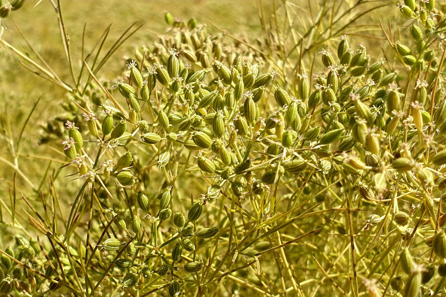 500 Organic CUMIN Cuminum Cyminum Herb Flower Seeds