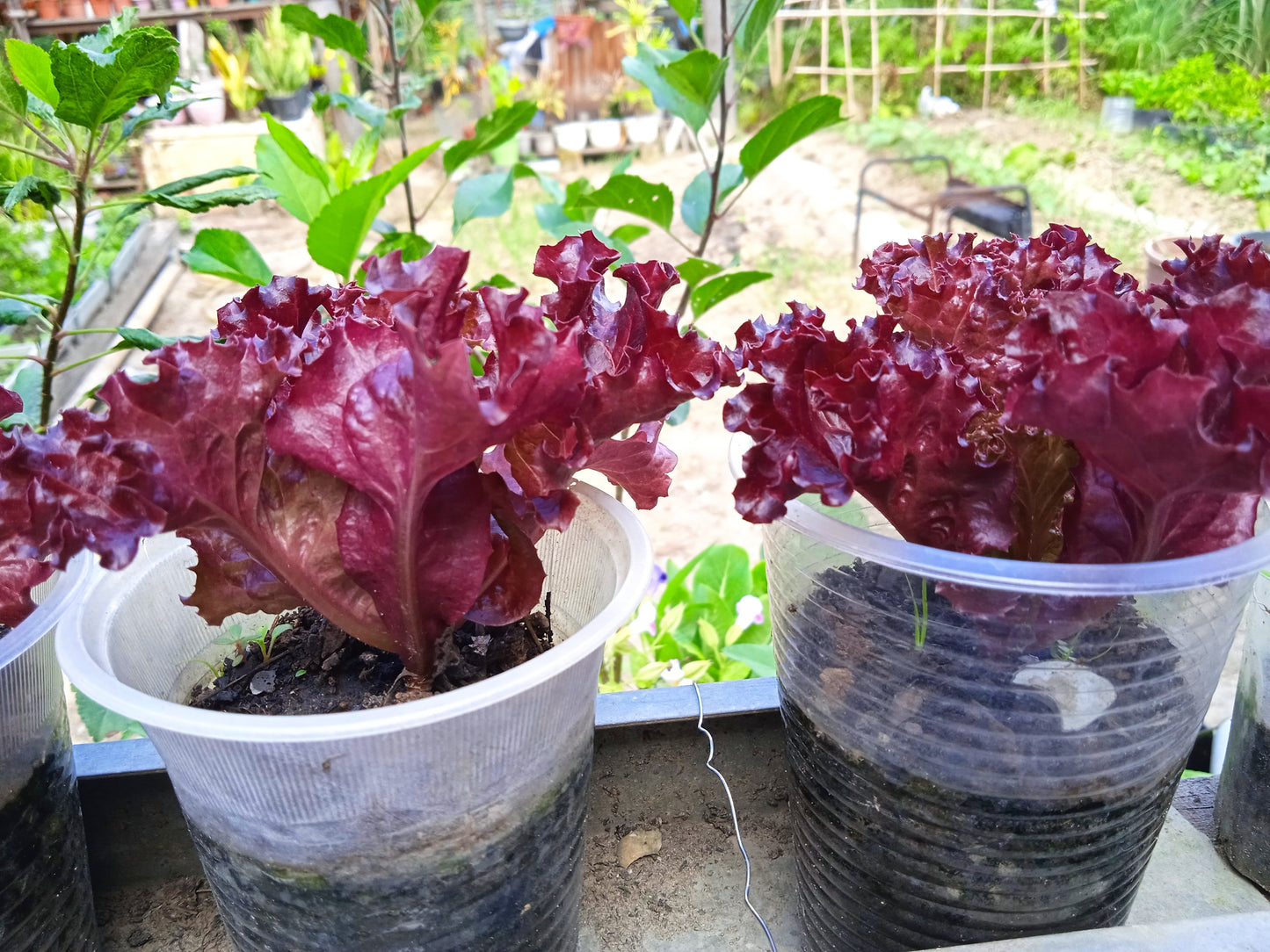3000 Leaf Lettuce RED SALAD BOWL Lactuca Sativa Vegetable Seeds