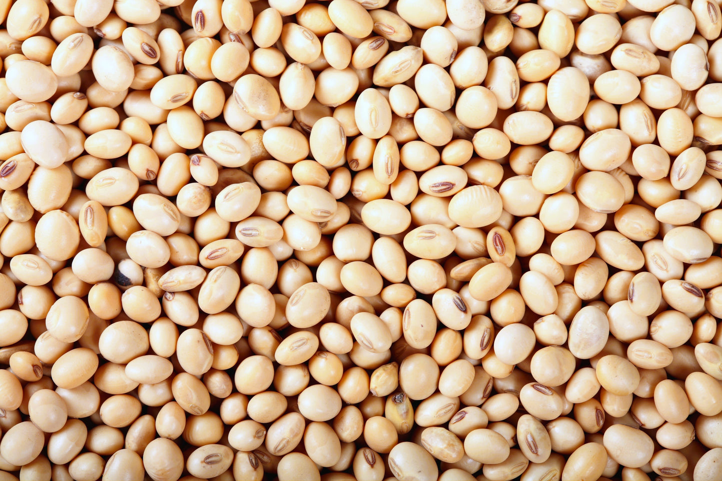 100 Texas CREAM COW PEA Southern Pea Bush Vigna Unguiculata Vegetable Seeds