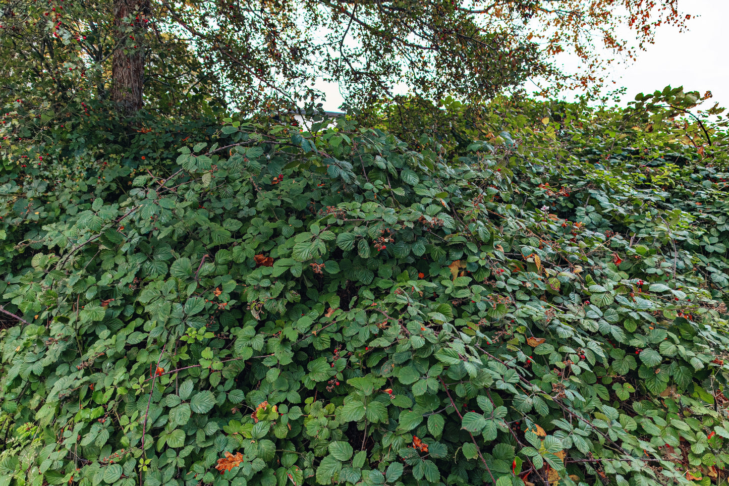 25 TRAILING BLACKBERRY Pacific Rubus Ursinus Vining Shrub Fruit Berry Seeds