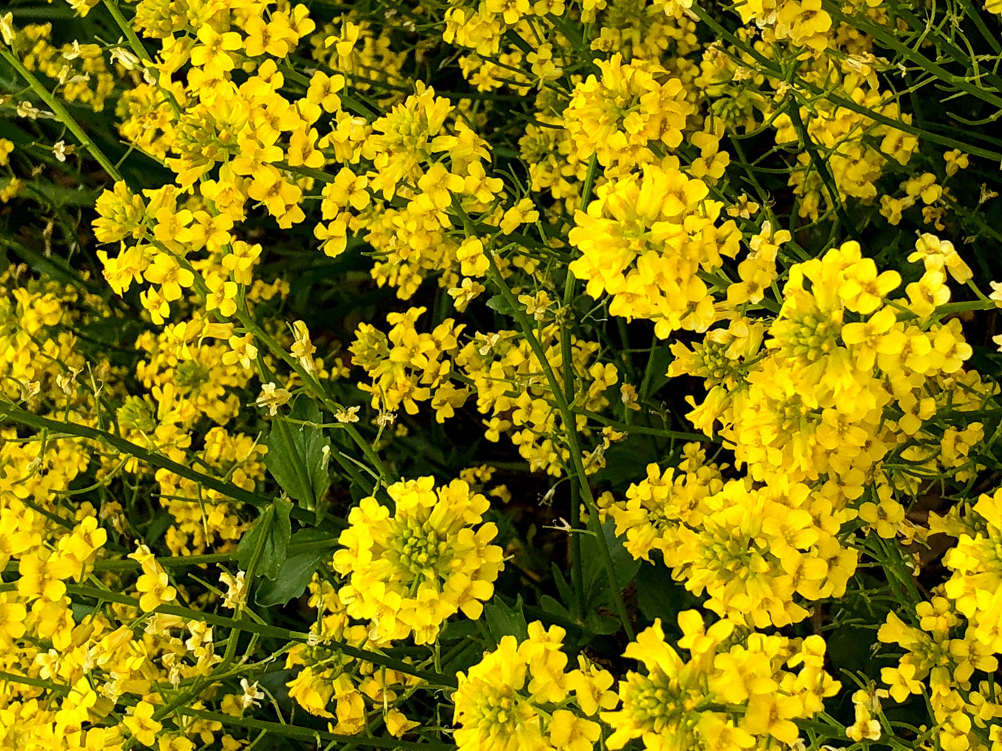 1000 BROWN MUSTARD Brassica Juncea Vegetable Herb Seeds