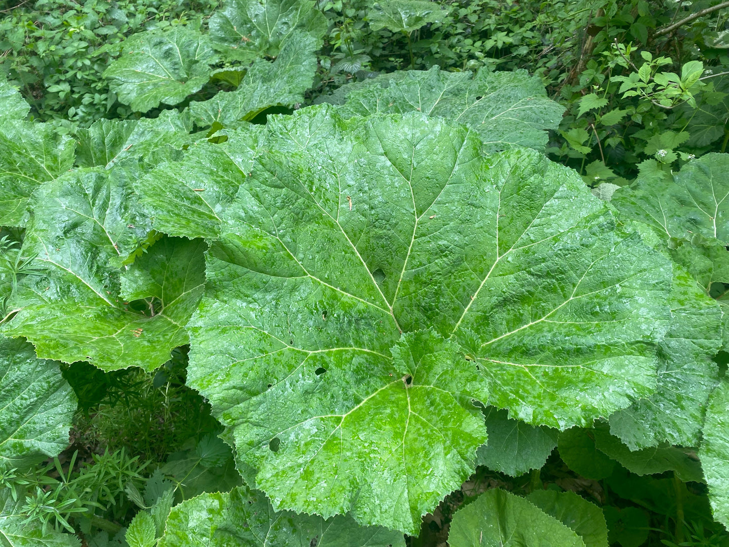 200 Great BURDOCK Arctium Lappa (Edible Burdock / Cockle-Button / Beggar's Buttons) HERB Flower Seeds