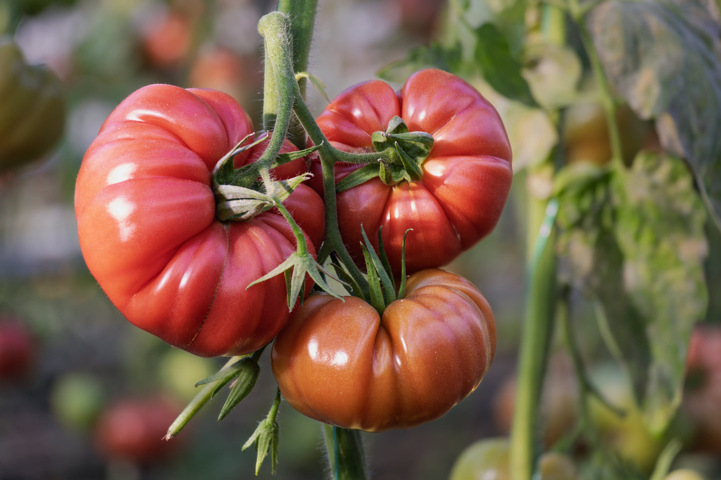 200 PINK PONDEROSA TOMATO Henderson's Lycopersicon Fruit Vegetable Seeds