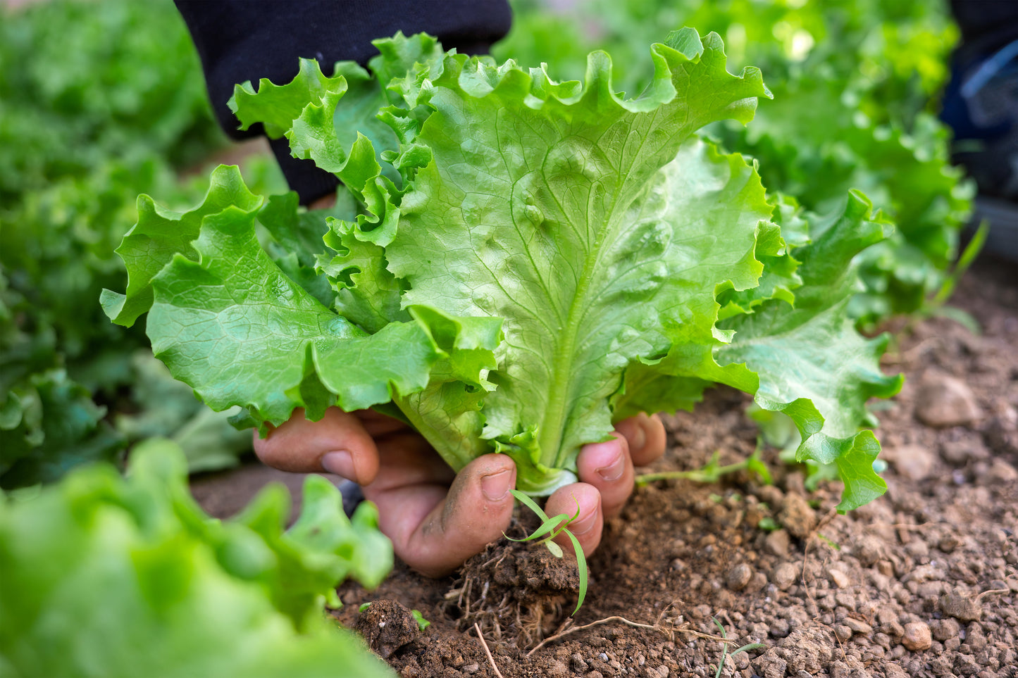 3000 Black Seeded Simpson LEAF LETTUCE Lactuca Sativa Vegetable Seeds
