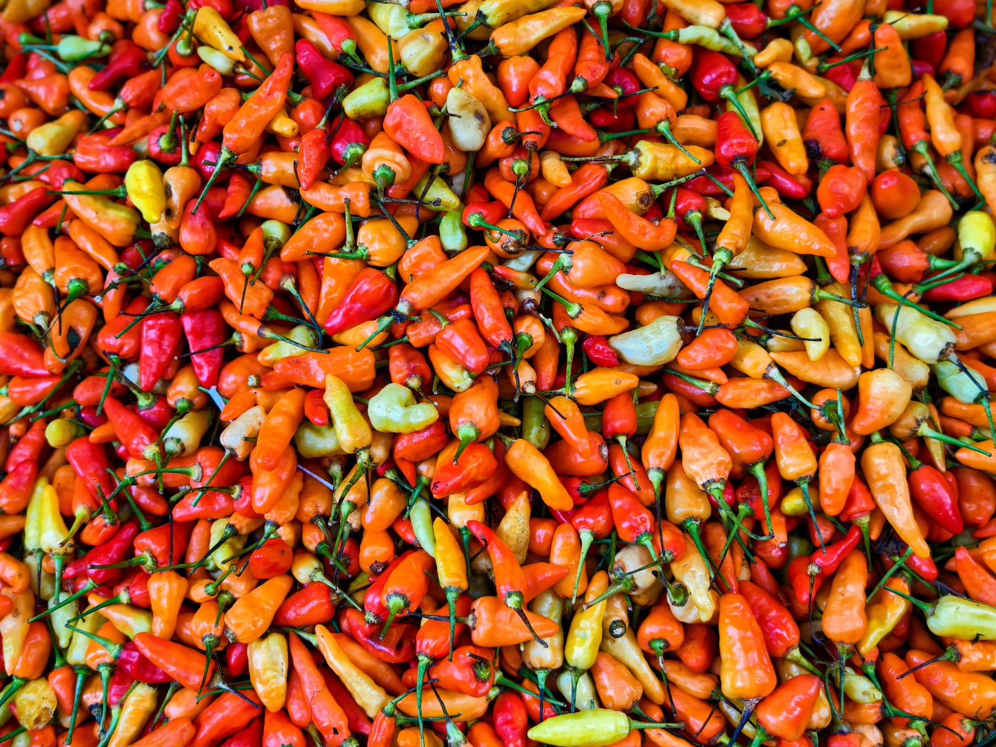 30 BIRDS Eye CHILI PEPPER (Chiltepin Pepper) Capsicum Frutescens Vegetable Seeds