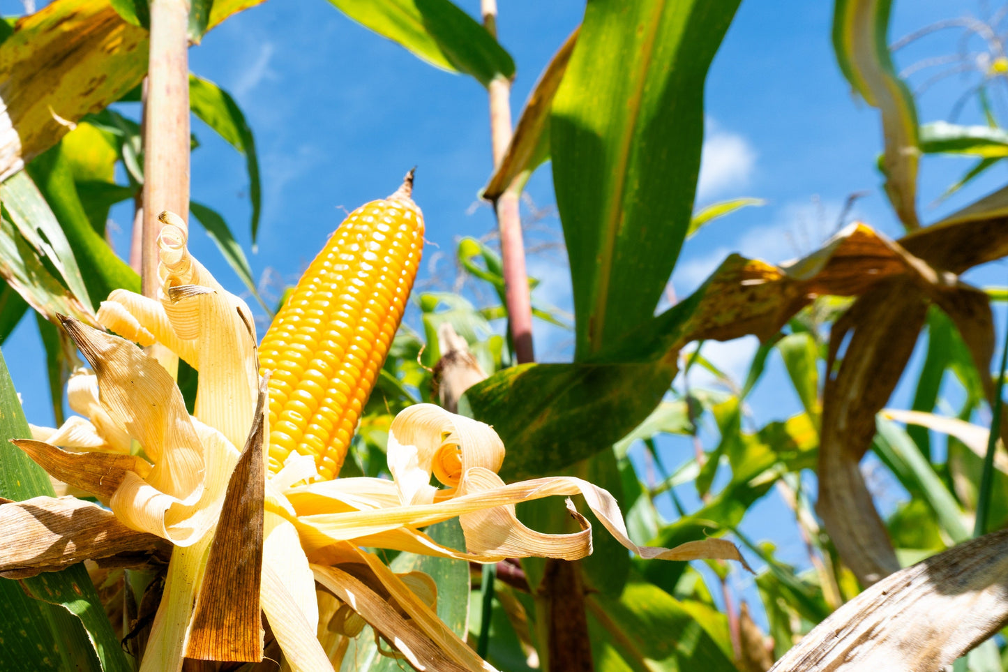 100 IOCHIEF Yellow SWEET CORN Aas Winner Zea Mays Vegetable Seeds