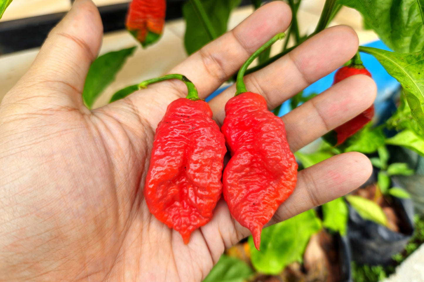 20 GHOST PEPPER SEEDS Blazing Hot Naga Bhut Jolokia Cobra Chili Vegetable Seeds