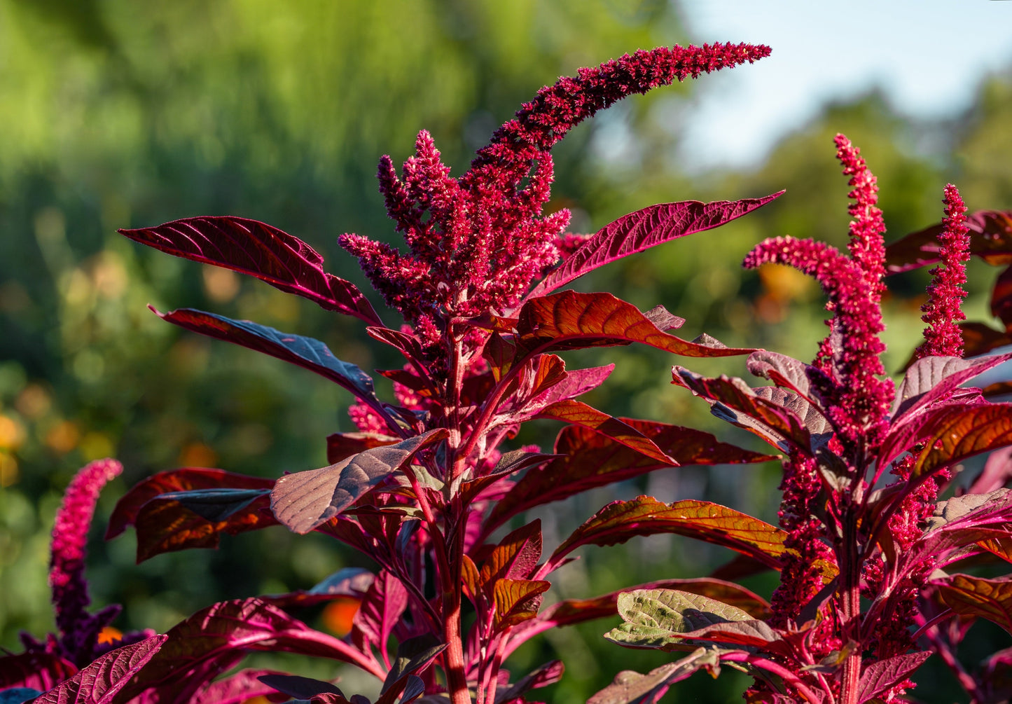 500 RED GARNET AMARANTH Amaranthus Tricolor Vegetable Flower Seeds