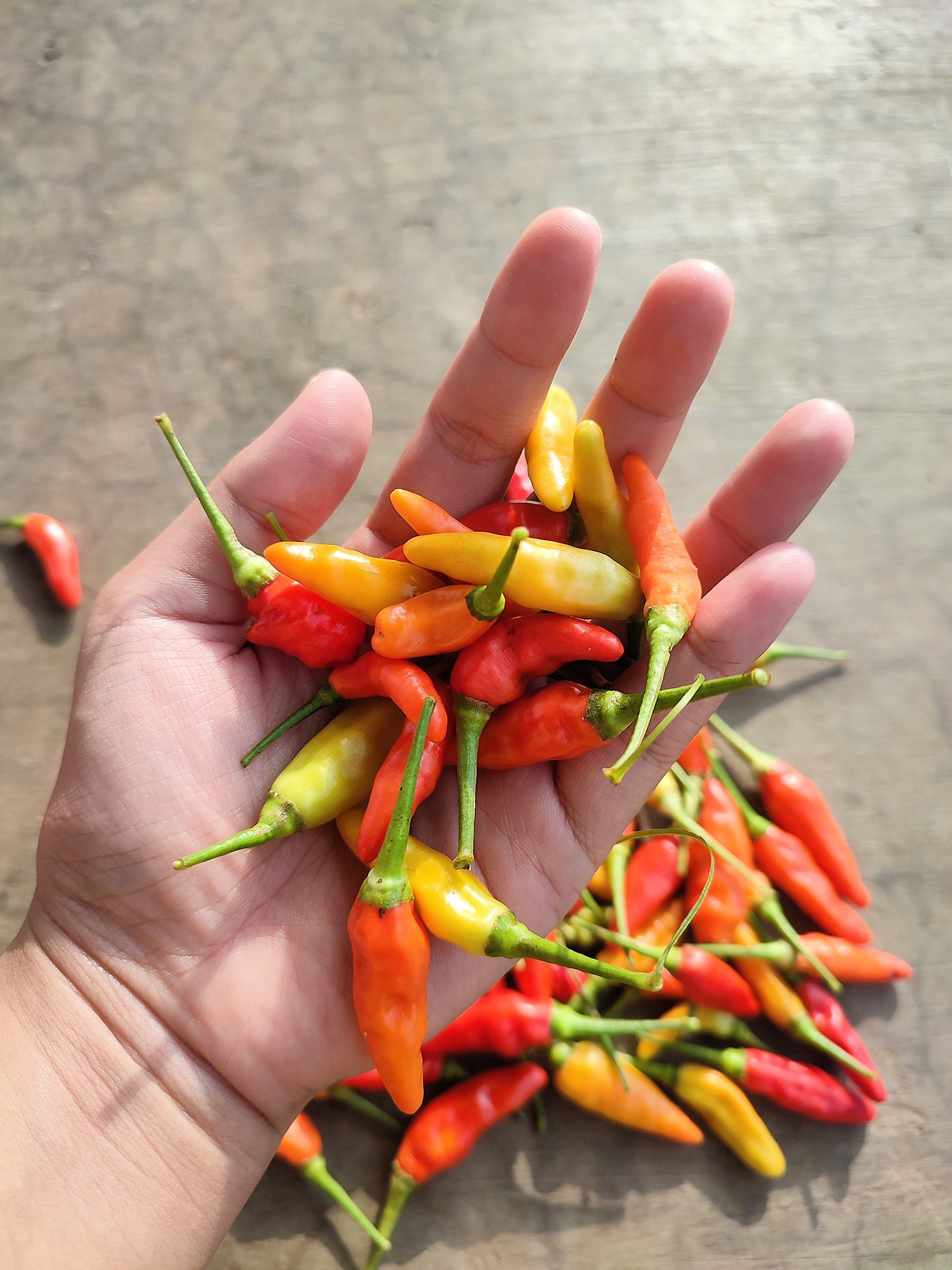 30 BIRDS Eye CHILI PEPPER (Chiltepin Pepper) Capsicum Frutescens Vegetable Seeds