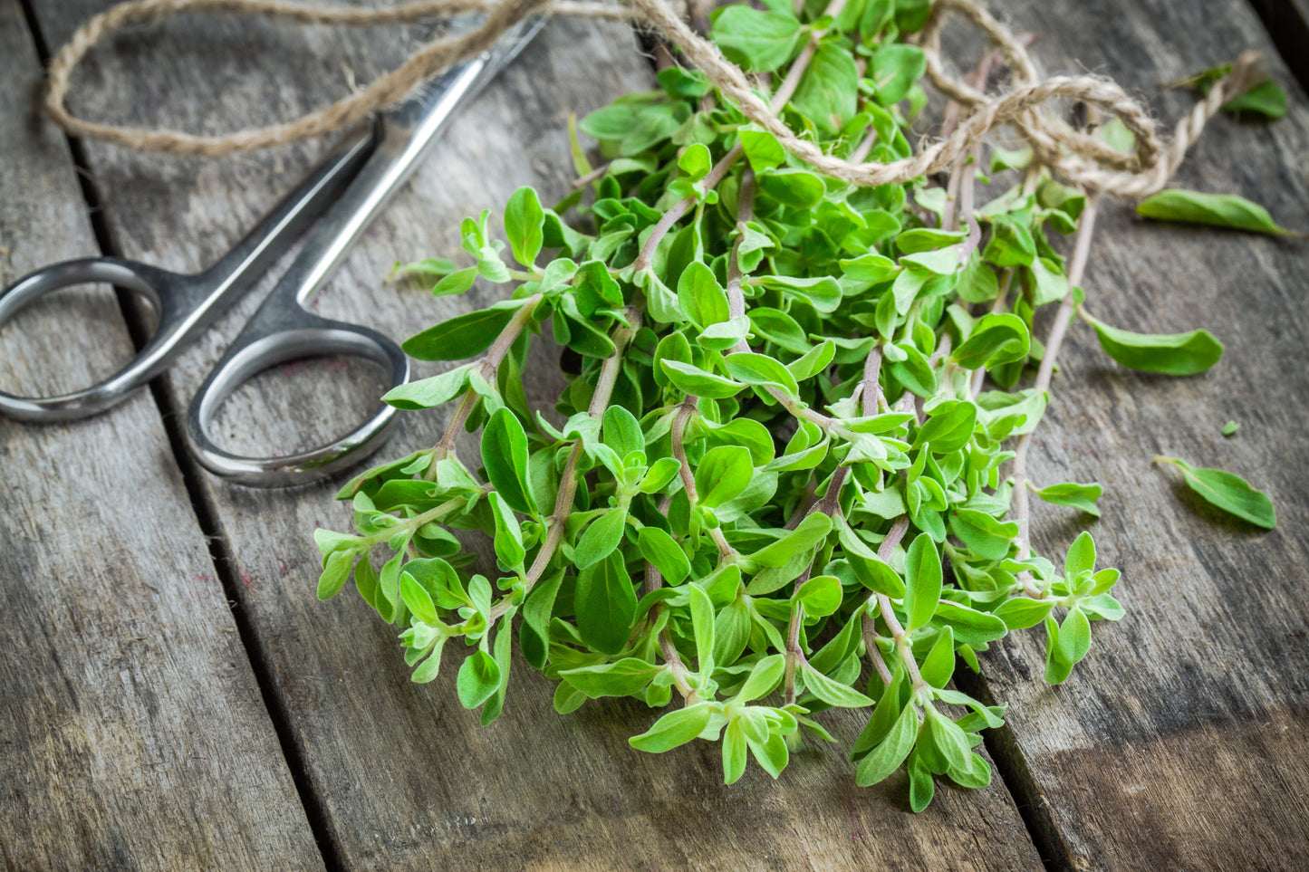2000 SWEET MARJORAM Origanum Majorana Herb Flower Seeds