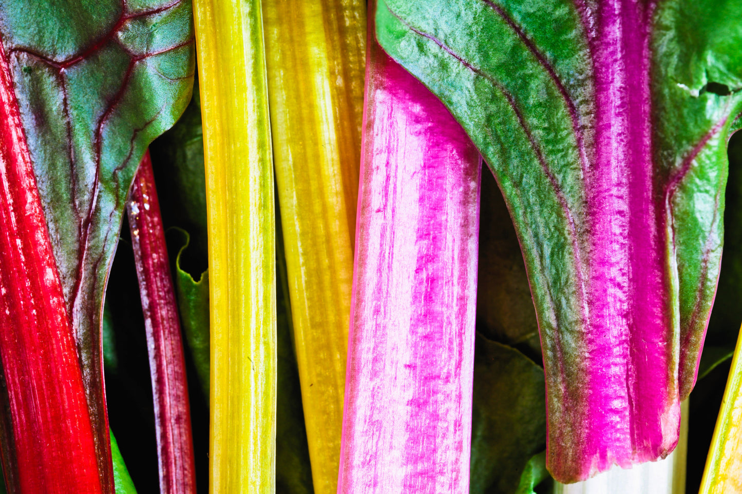 150 RAINBOW MIX SWISS CHARD Mixed Colors Beta Vulgaris Vegetable Seeds