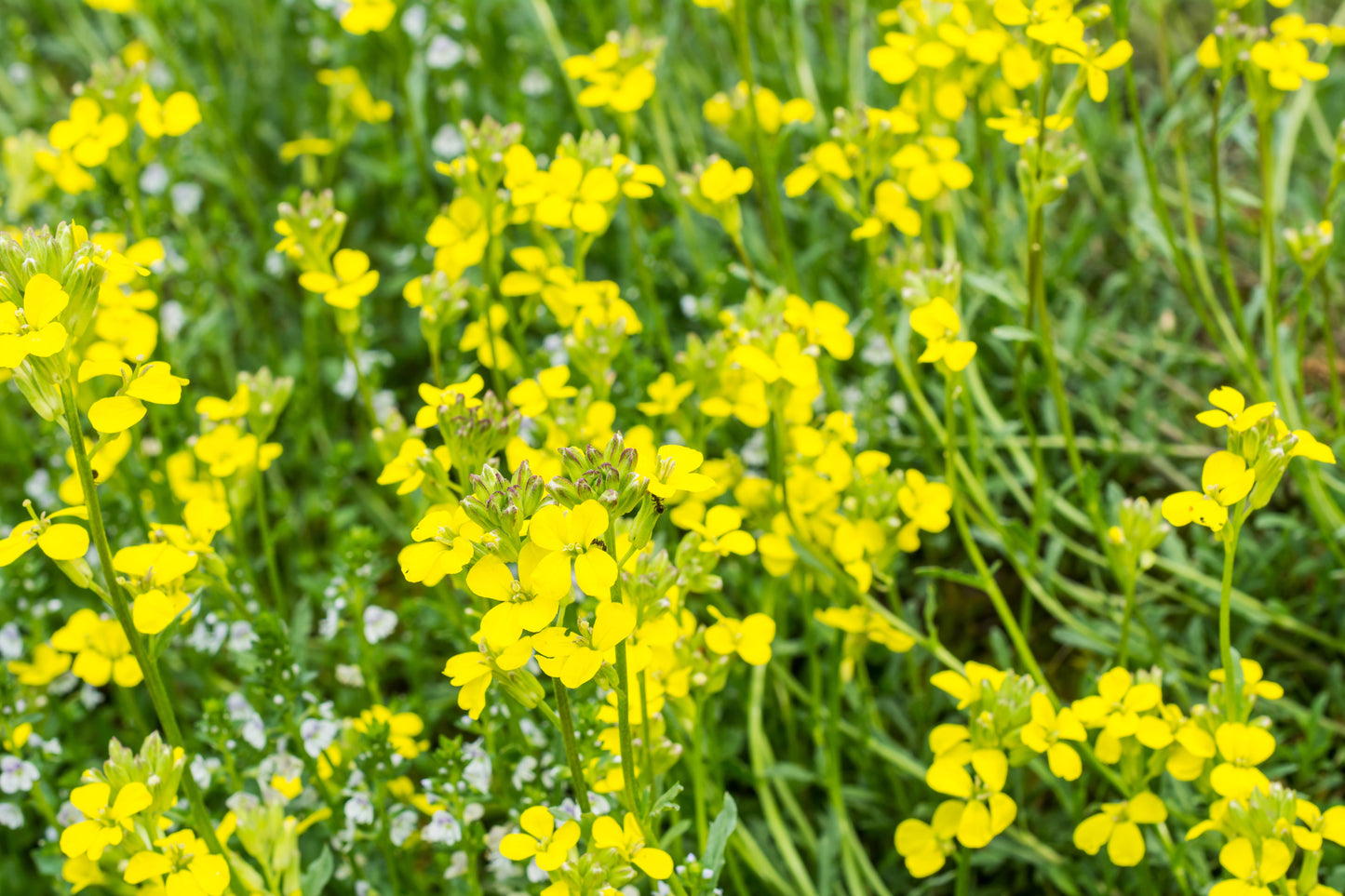 300 WHITE EGG TURNIP Brassica Rapa Vegetable Seeds