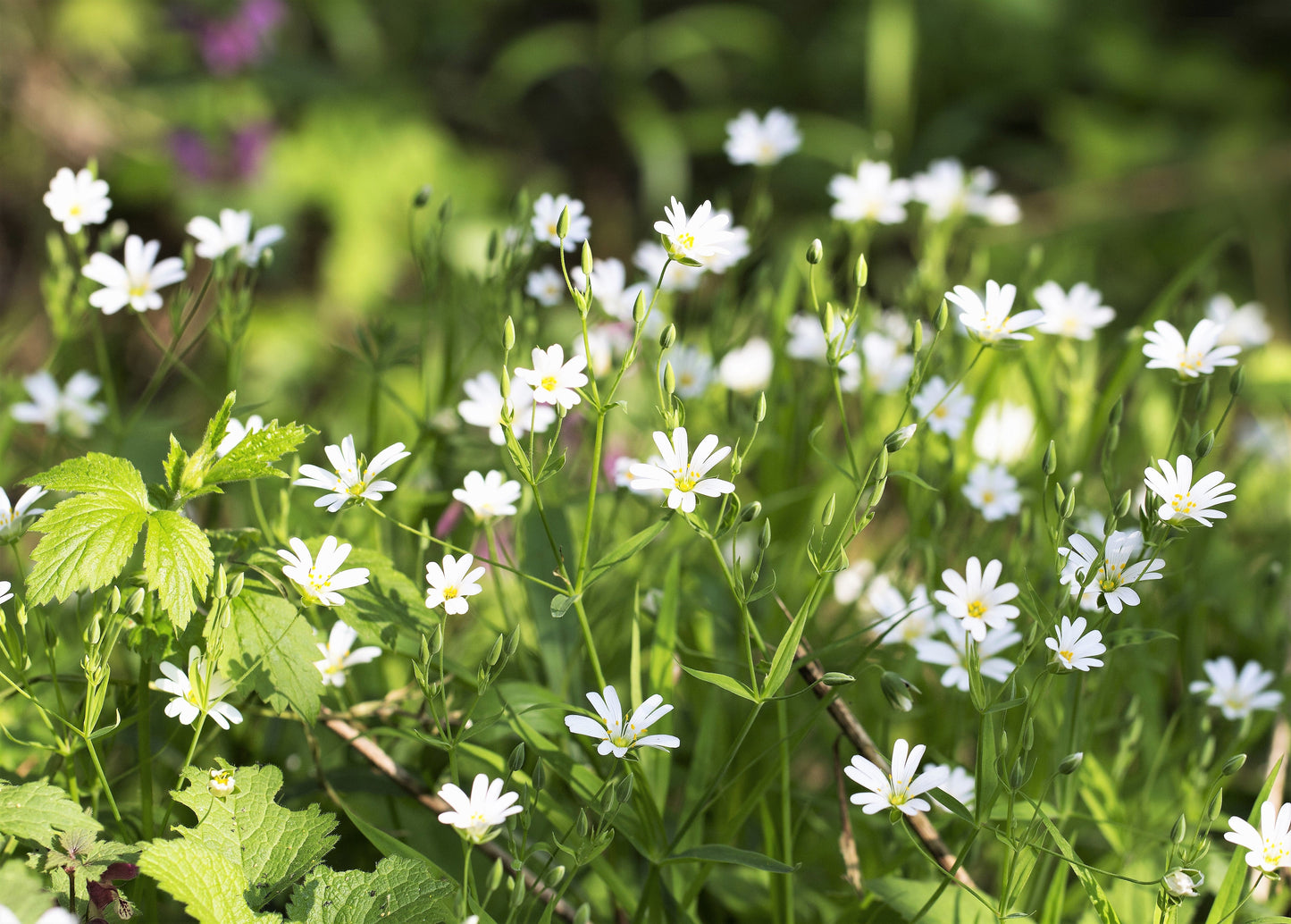 50 Organic CHICKWEED Stellaria Media Starwort Stitchwort White Flower Herb Seeds