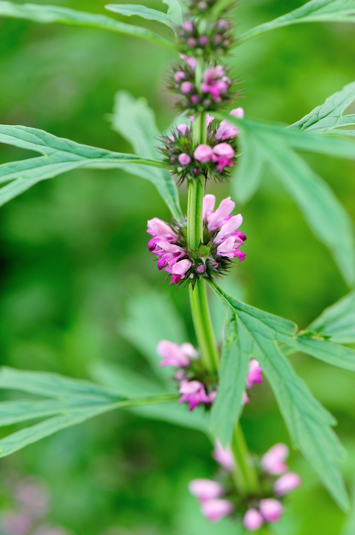100 Pink CHINESE MOTHERWORT Leonurus Japonicus Siberian Honey Herb Flower Seeds