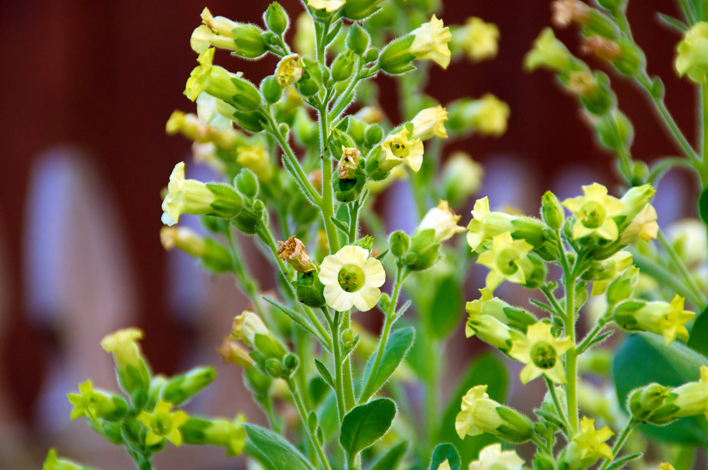 250 AZTEC TOBACCO Midewiwan Sacred Nicotiana Rustica Yellow Flower Herb Seeds