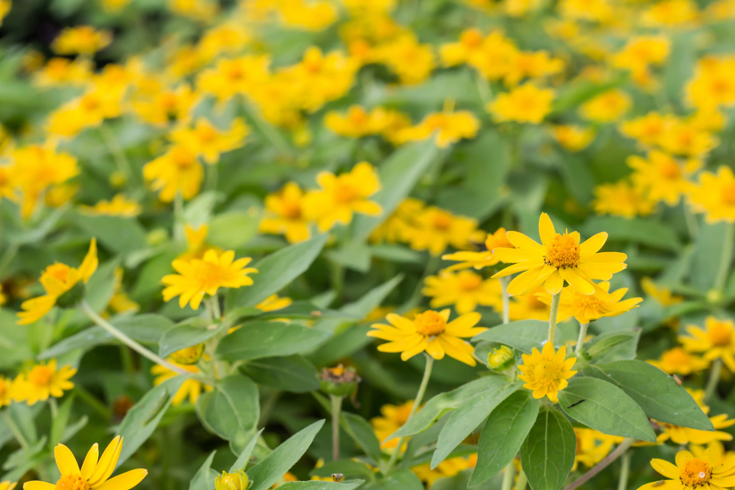 15 MOUNTAIN ARNICA Montana Wolf's Bane Yellow Flower Herb Seeds
