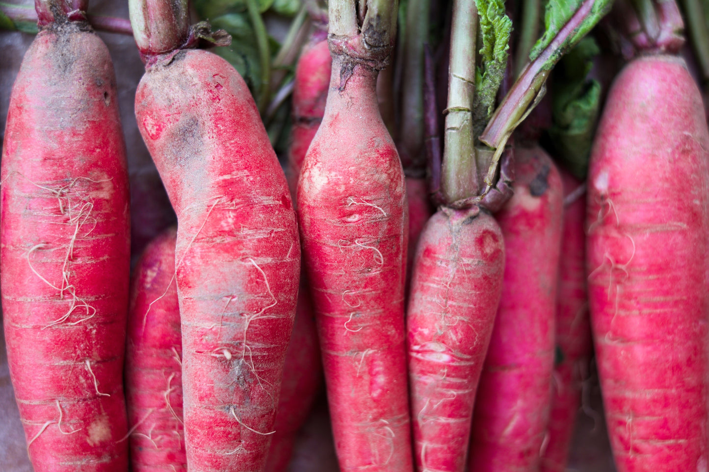 100 CHINA ROSE RADISH (Chinese Winter Radish) Raphanus Sativus Vegetable Seeds