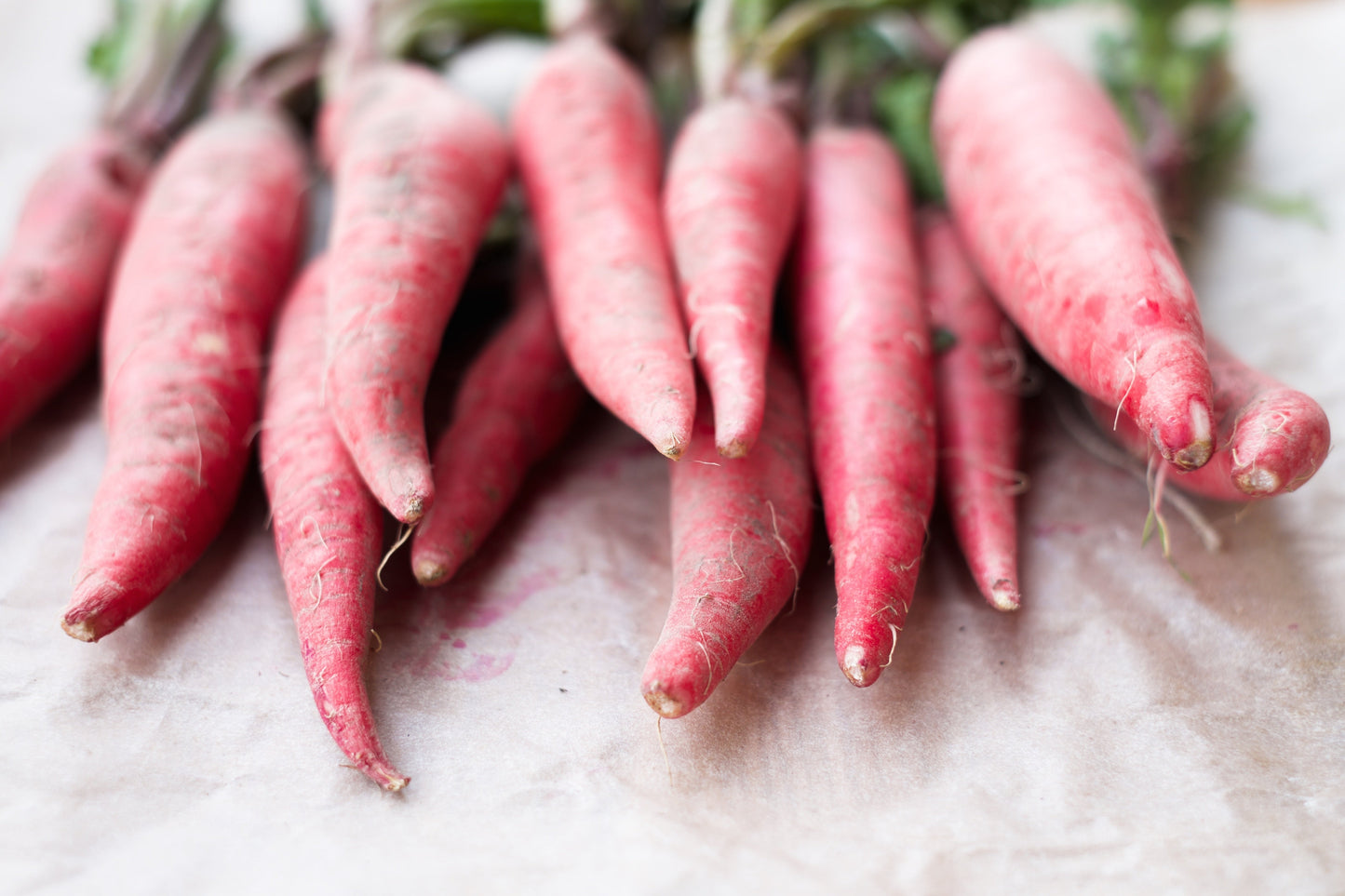 100 CHINA ROSE RADISH (Chinese Winter Radish) Raphanus Sativus Vegetable Seeds