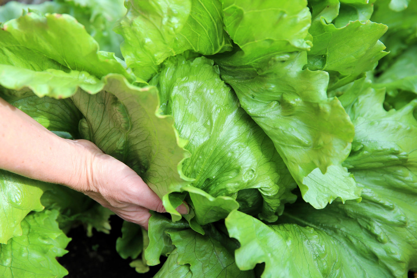 3000 ICEBERG HEAD LETTUCE Lactuca Sativa Vegetable Seeds