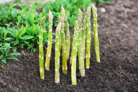 100 MARY WASHINGTON ASPARAGUS Officinalis Perennial Vegetable Seeds