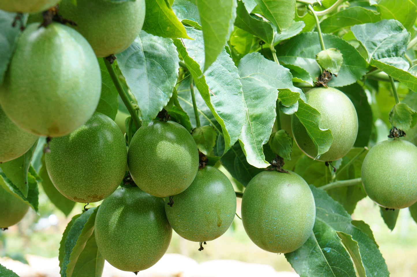 10 Purple PASSION FLOWER Passion FRUIT Granadilla Passiflora Incarnata Vine Seeds