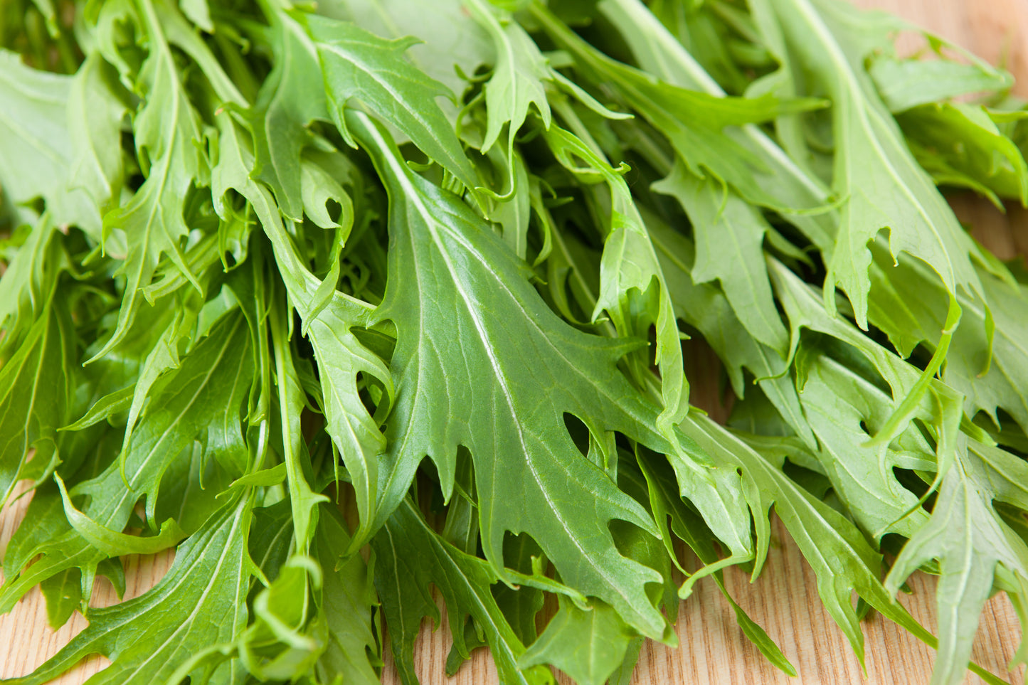 1000 GREEN MIZUNA MUSTARD Japanese Greens Brassica Juncea Herb Vegetable Seeds