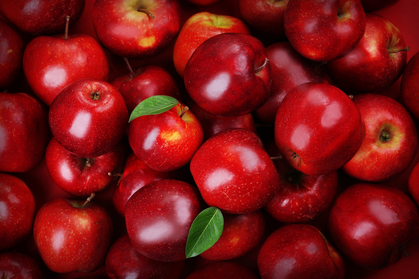 25 PARADISE APPLE Red Delicious Common Malus Pumila Domestica Fruit Tree Seeds