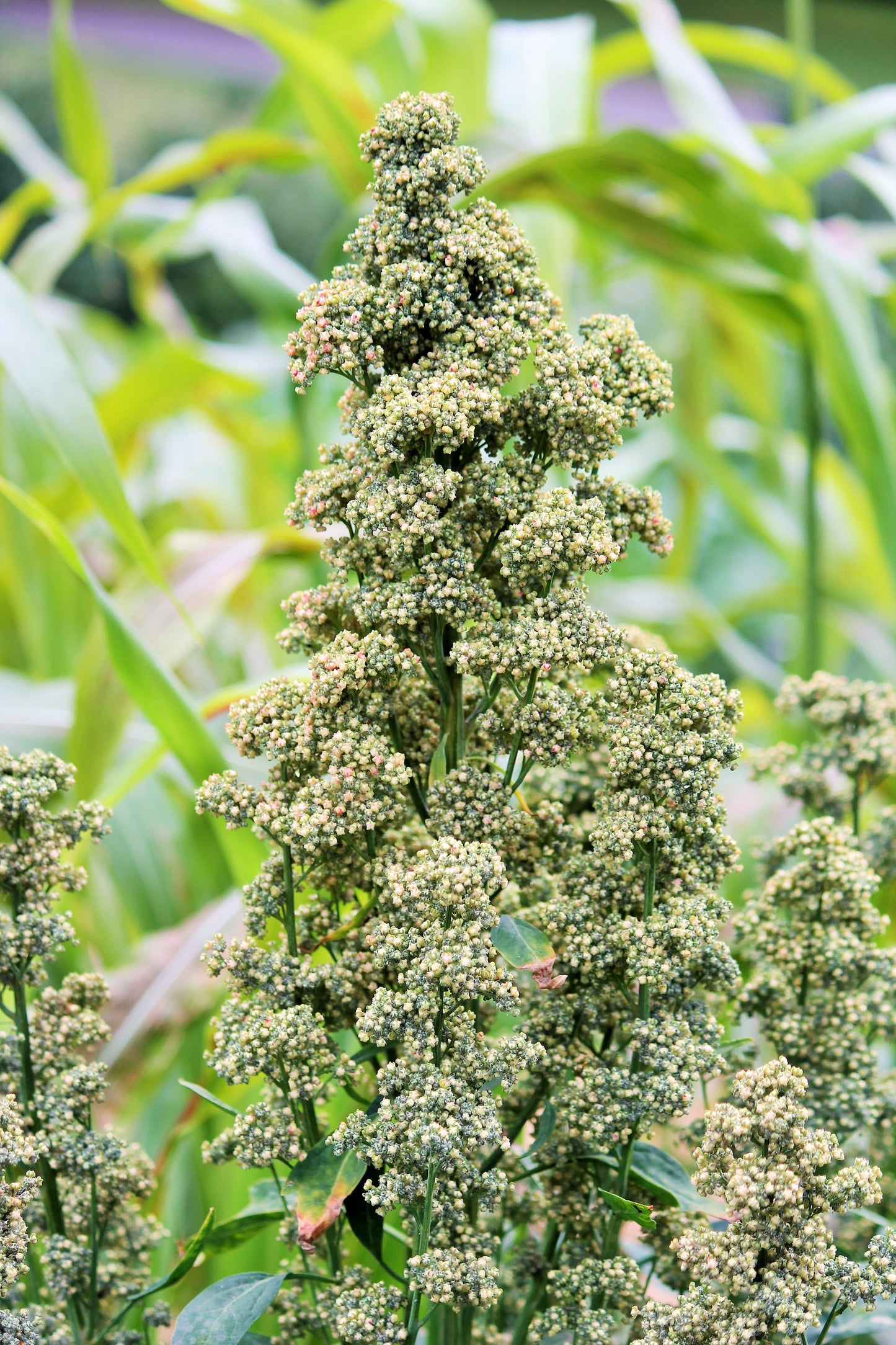 100 Organic BRILLIANT RAINBOW QUINOA Mix Mixed Colors Chenopodium Grain Greens Vegetable Seeds