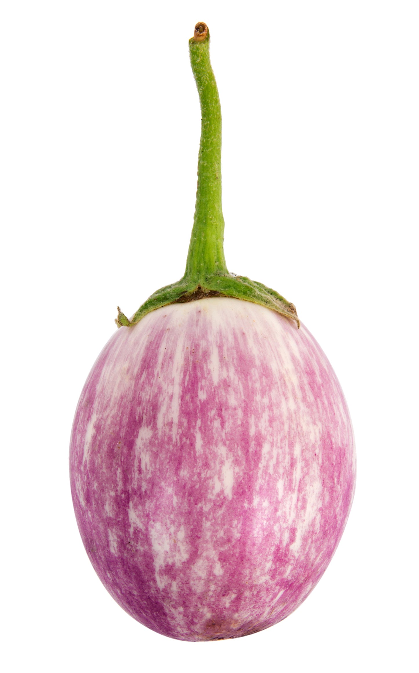 50 Organic Italian EGGPLANT ROSA BIANCA Solanum Melongena Esculentum Vegetable Seeds