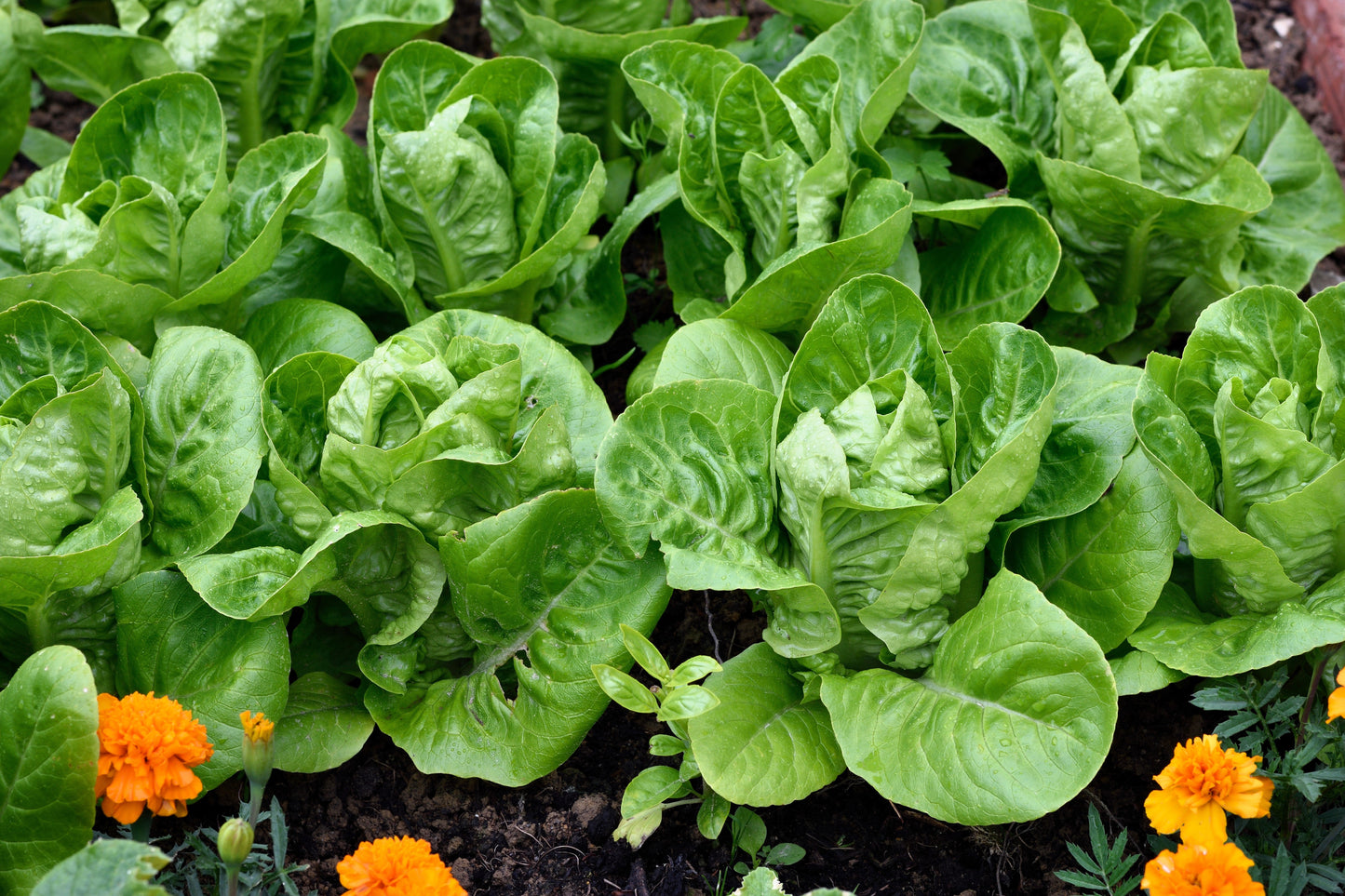 3000 LITTLE GEM LETTUCE Small Romaine Butterhead Lactuca Sativa Vegetable Seeds