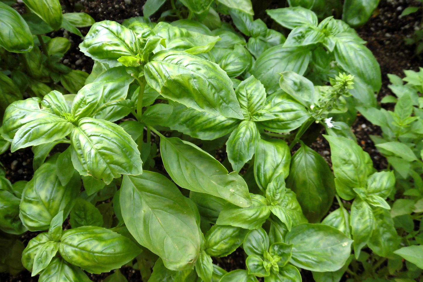 1500 SWEET BASIL Ocimum Basilicum Herb White Flower Seeds