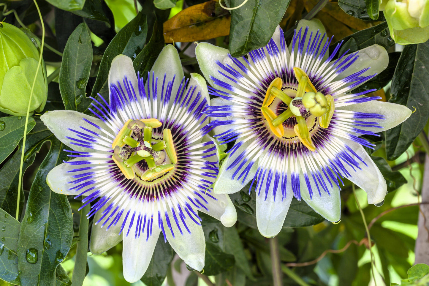 20 PURPLE PASSION FRUIT Passionflower Granadilla Passiflora Edulis Flower Vine Seeds