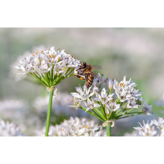 250 GARLIC CHIVE Allium Tuberosum Vegetable Seeds