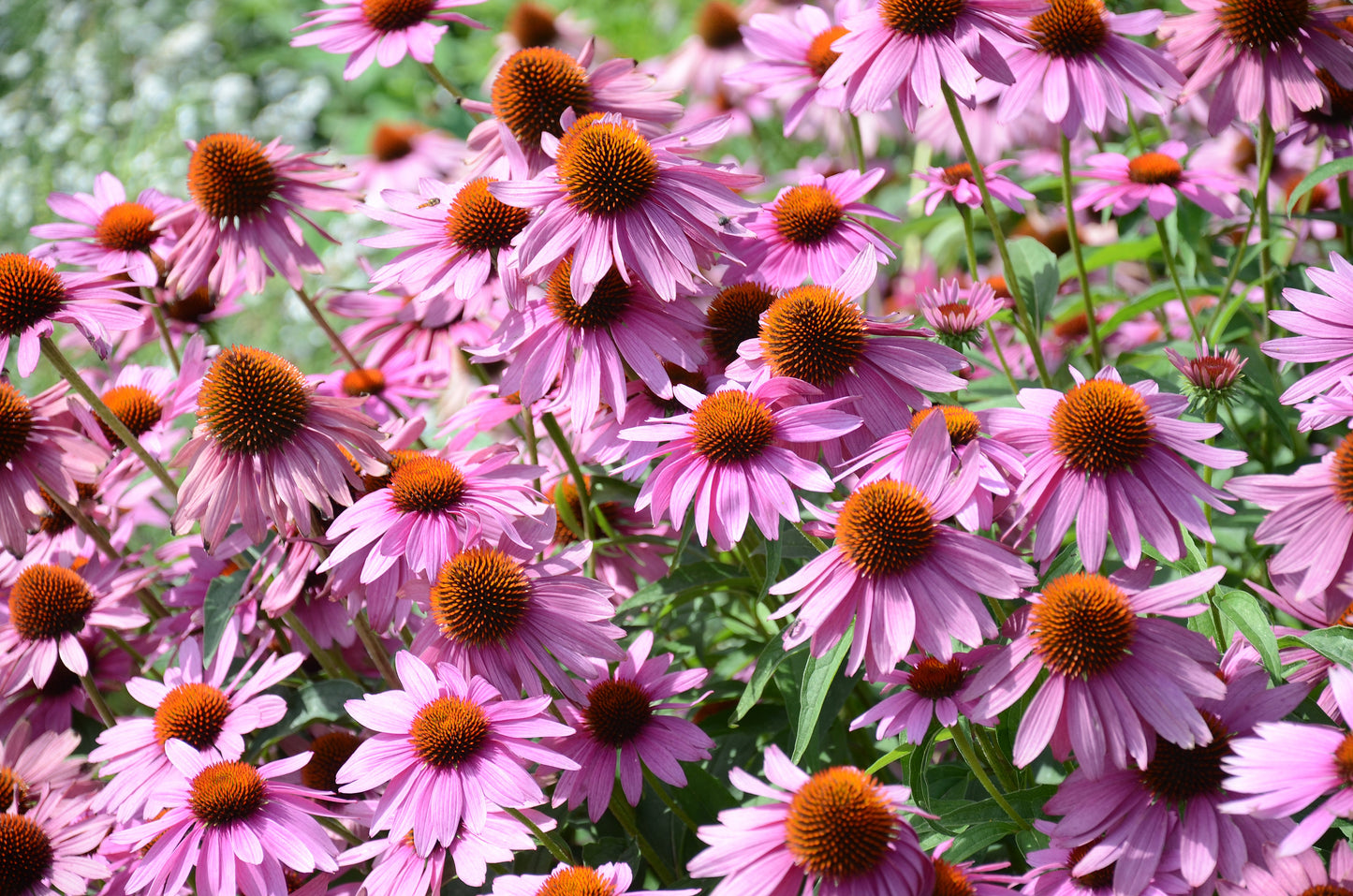 1000 PURPLE CONEFLOWER Echinacea Purpurea Heirloom Flower Herb Seeds