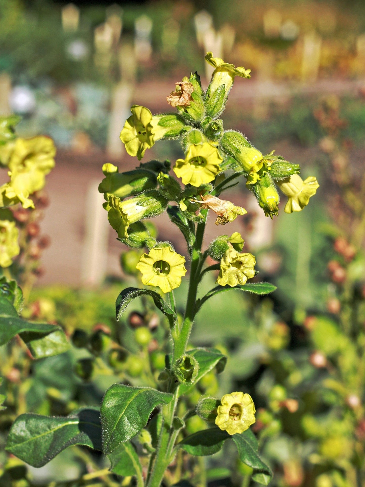 250 AZTEC TOBACCO Midewiwan Sacred Nicotiana Rustica Yellow Flower Herb Seeds
