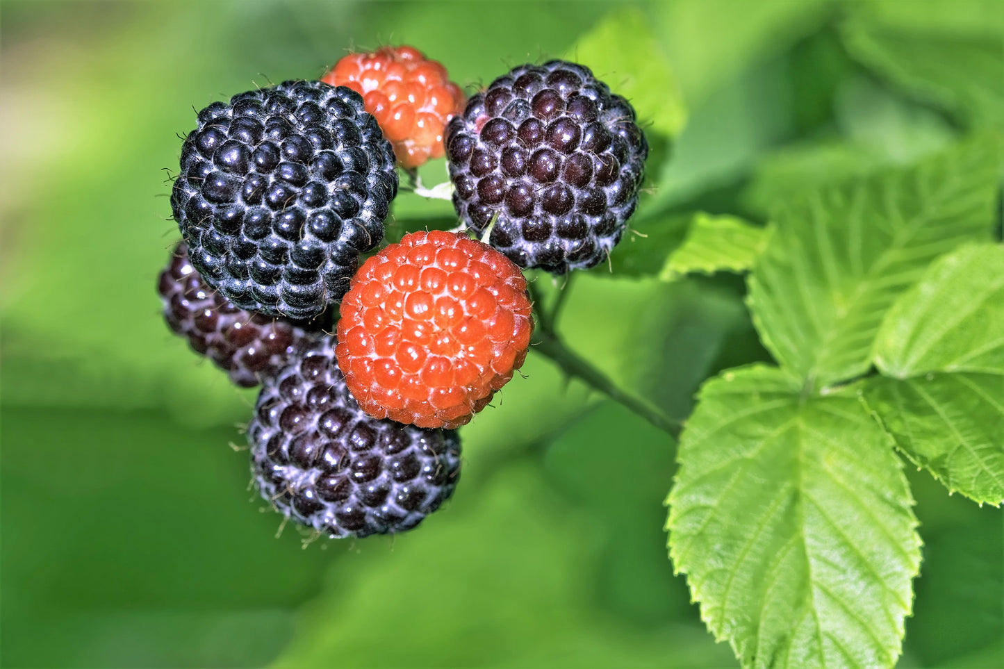50 BLACK RASPBERRY Rubus Leucodermis Fruit Bush Vine Seeds