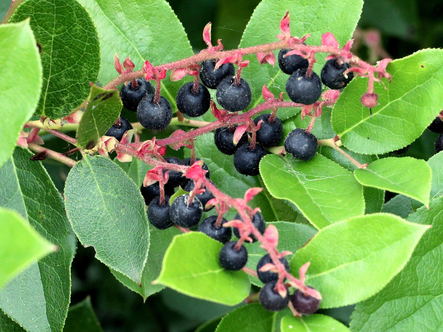 40 SALAL BERRY Gaultheria Shallon Pink White Flowers Blue Fruit Shrub Seeds
