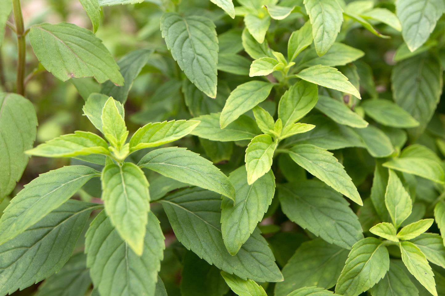 1000 CINNAMON BASIL Ocimum Basilicum HERB Flower Seeds