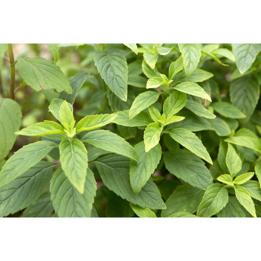 1000 CINNAMON BASIL Ocimum Basilicum HERB Flower Seeds