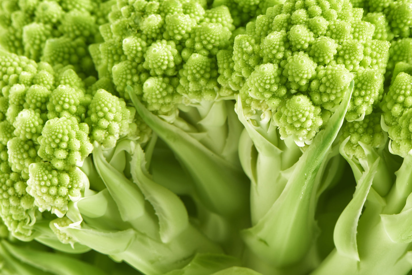 500 ROMANESCO BROCCOLI Broccoflower Roman Cauliflower Pyramid Broccolo Brassica Oleracea Vegetable Seeds