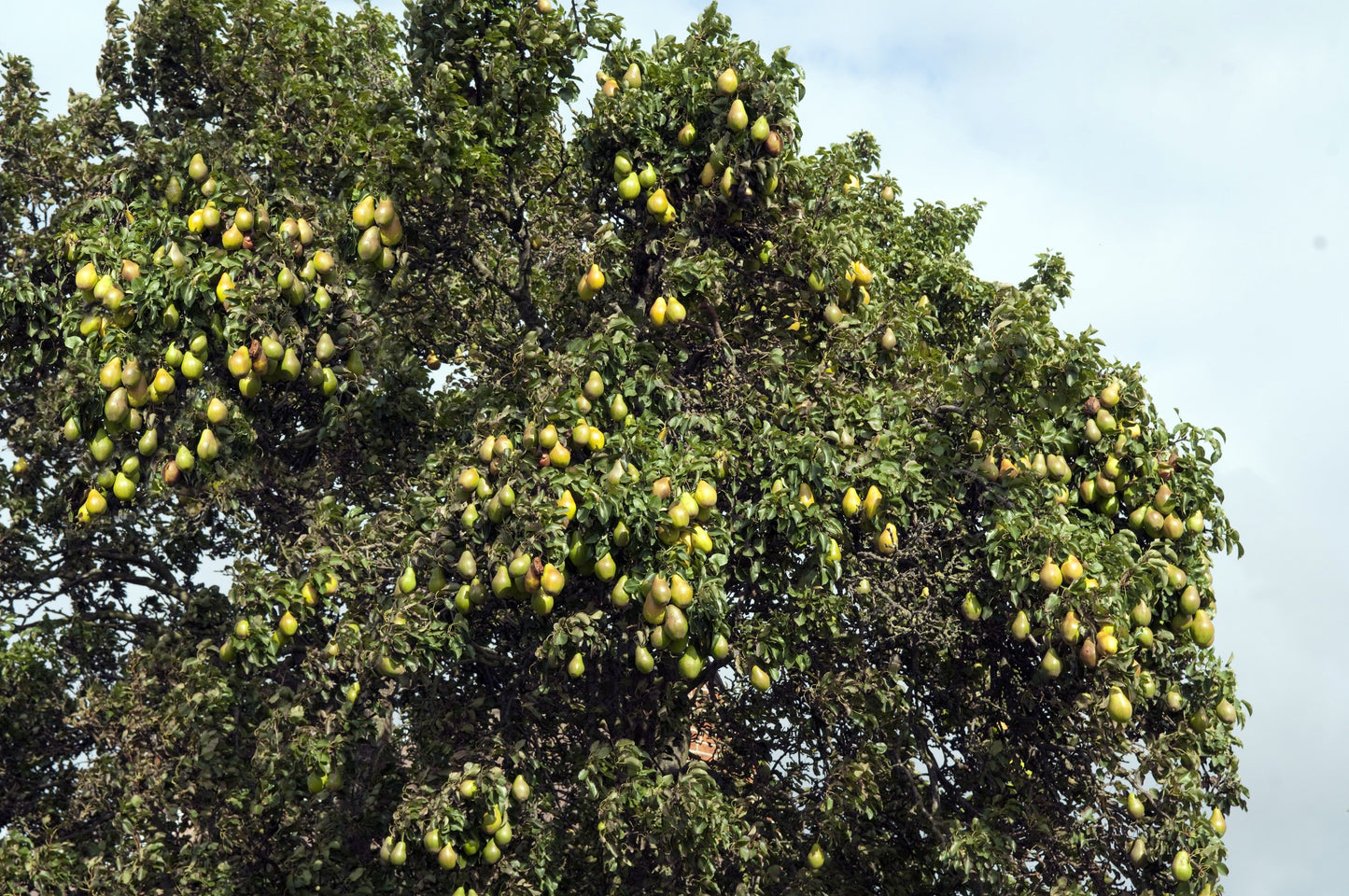 25 EUROPEAN PEAR TREE Pyrus Communis Fruit Seeds - White Flowers / Green Fruit