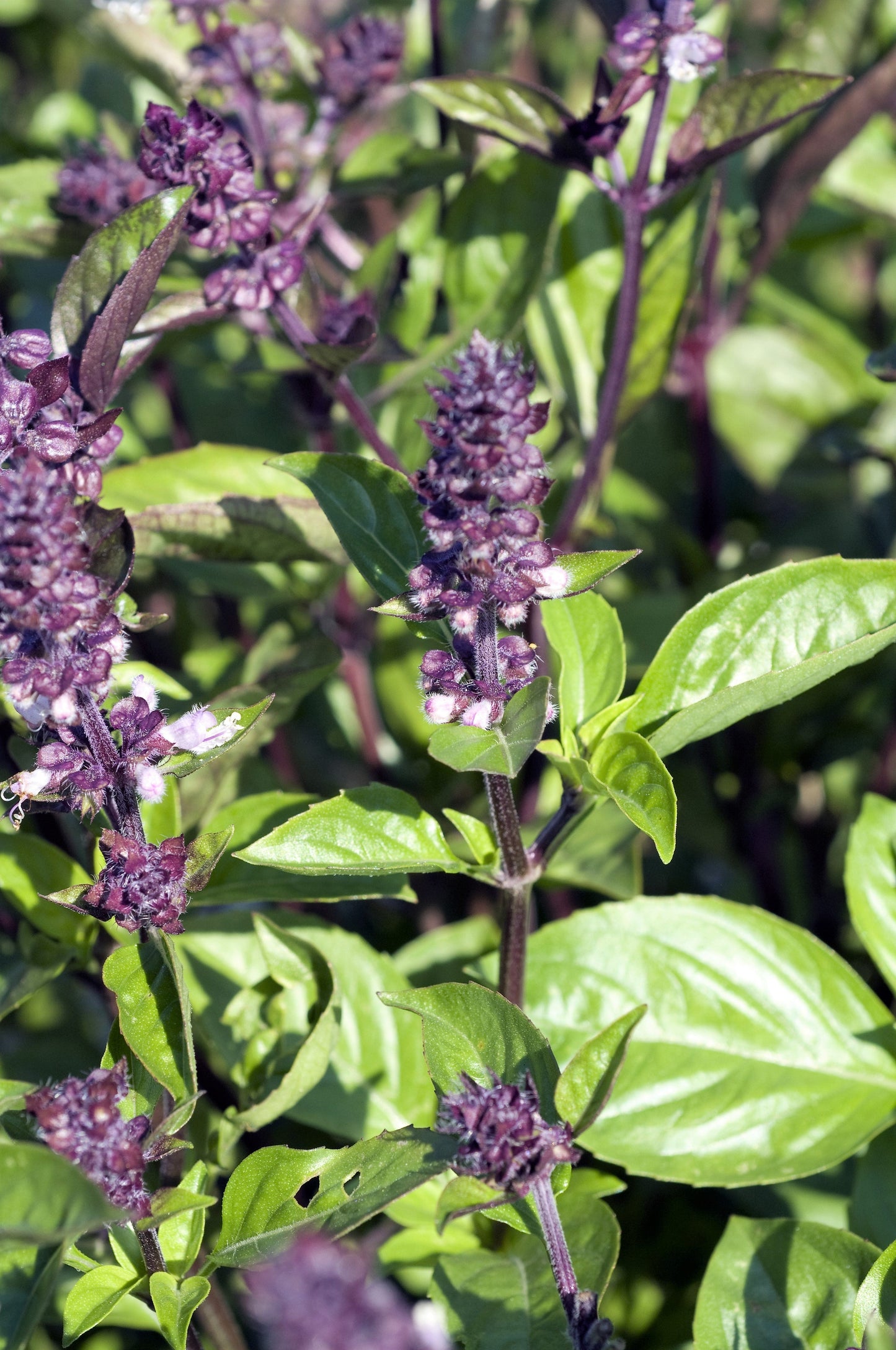1000 CINNAMON BASIL Ocimum Basilicum HERB Flower Seeds